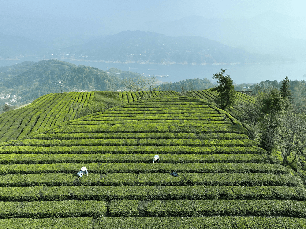 海南现在正当季的野果，形似羊屎蛋但味道酸甜，入药还能降血糖