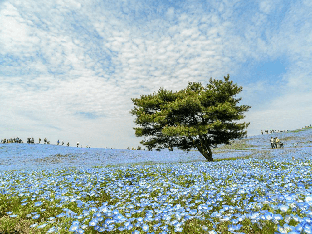 平安校园手抄报